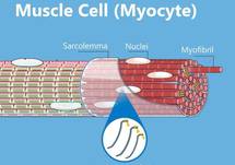 Gene Therapy and How Muscle Responds