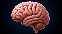 LifeAfter90 Finds Dementia Risk Patterns After Age 90