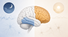 Simplified brain showing temporal and frontal regions with sleep phenotype differences in dementia