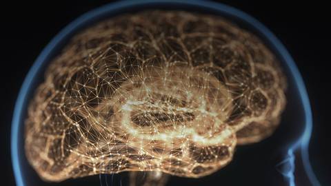 Understanding the Brain: An Exploration of an Extraordinary Organ
