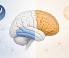 Simplified brain showing temporal and frontal regions with sleep phenotype differences in dementia