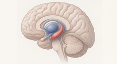 tempo 3 trial tavapadon adjunctive therapy in fluctuating parkinson disease