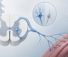 primec in als paradigm reports safety function and biomarkers