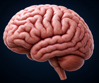 LifeAfter90 Finds Dementia Risk Patterns After Age 90