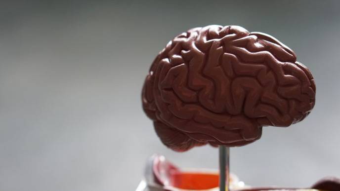 Trinity Researches Discover How the Brain 'Re-Wires' After Disease